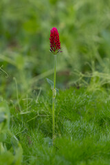 Alone soldier in the field. Crimson clover.