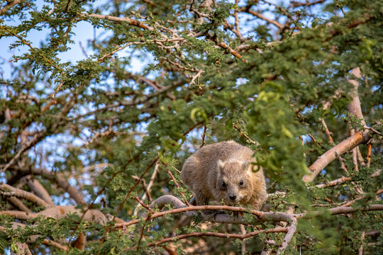 The rock hyrax, also called dassie, doop, Cape hyrax, rock rabbit and  coney, is a medium-sized terrestrial mammal native to Africa and the Middle East.