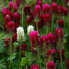 White and red Crimson clover in the field