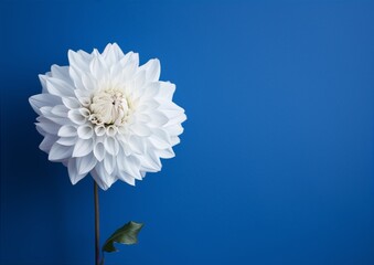 White dahlia flower in full bloom against a blue background, with a single leaf.