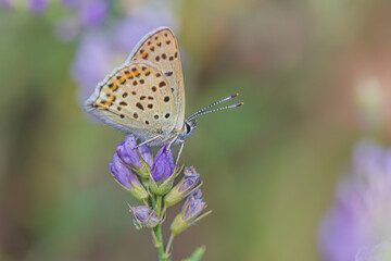 beatiful butterfly on purple flower