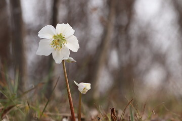 un fiore di helleborus niger in inverno