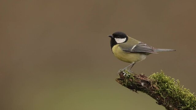 Great tit on a branch and flies away