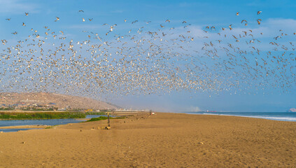 Lima, Peru's beaches are a haven for wild birds