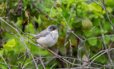 Menetries's Warbler (Sylvia mystacea) is a passerine bird found in the Southeastern Anatolia region of Turkey. It is also seen in suitable habitats in Asia, Africa and Europe.