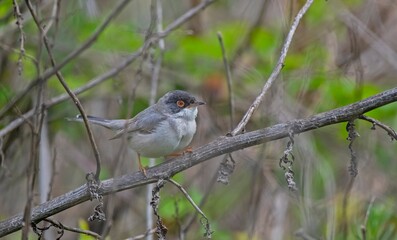 Menetries's Warbler (Sylvia mystacea) is a passerine bird found in the Southeastern Anatolia region of Turkey. It is also seen in suitable habitats in Asia, Africa and Europe.
