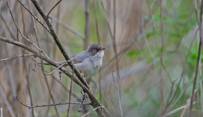Menetries's Warbler (Sylvia mystacea) is a passerine bird found in the Southeastern Anatolia region of Turkey. It is also seen in suitable habitats in Asia, Africa and Europe.