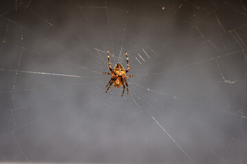 a close-up of a small cross spider