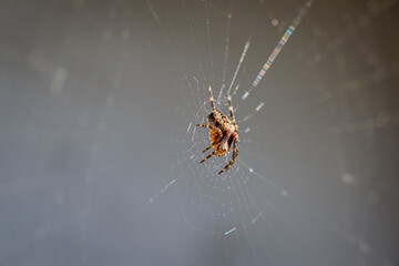 a close-up of a small cross spider