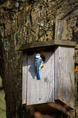 a blue tit nests in a bird house