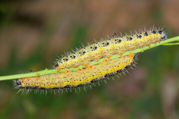 yellow caterpillar on a leaf