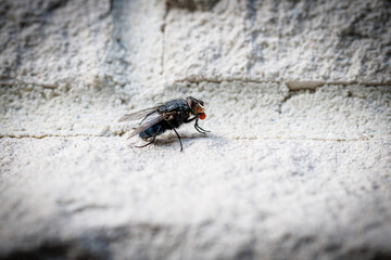 a close-up of a fly on a white house wall