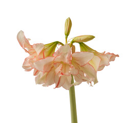 Bloom double Amaryllis (Hippeastrum)   "Harlequin"  on white  background