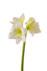 Hippeastrum (amaryllis) Smallflowering White