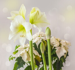 Hippeastrum (amaryllis) Smallflowering White and Poinsettia with white leaves on a gray background