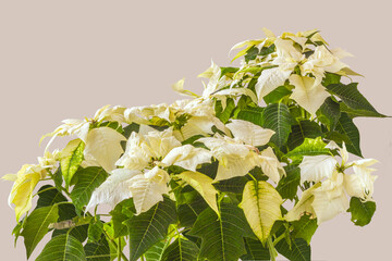 Christmas symbol white poinsettia  (Euphorbia pulcherrima)