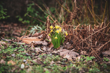 Daffodil flowers in the forest
