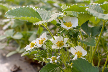 Strawberry blossoming in a greenhouse in greenhouses