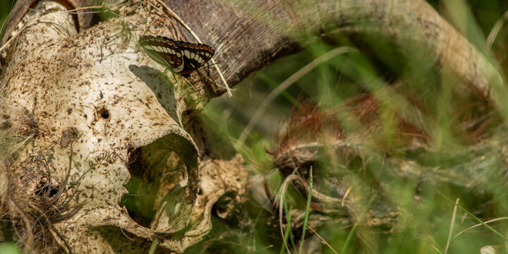 Lorquin's Admiral (Limenitis lorquini) Banner Perched and Feeding on A Goat Skull in the Long Grass with Space for Text
