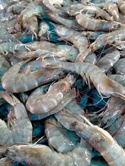 fresh shrimps at the market