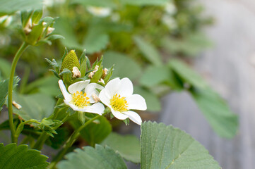 Strawberry blossoming in a greenhouse in greenhouses