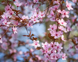 fruit trees bloomed in spring in the park