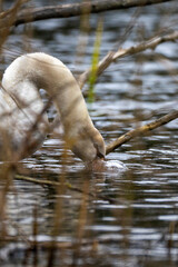 Swan eating in a pond