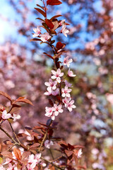 fruit trees bloomed in spring in the park