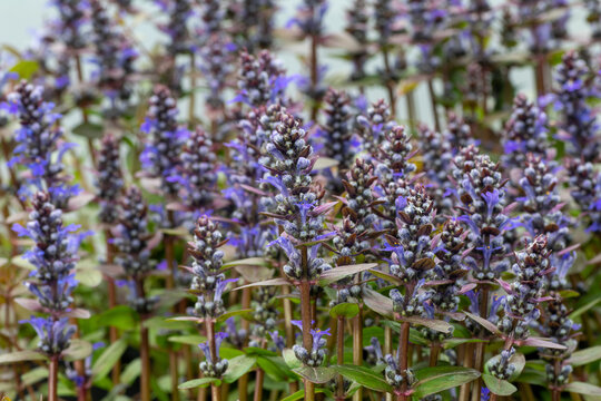 Chocolate chip bugleweed (Ajuga reptans &lsquo;Chocolate Chip&rsquo;)