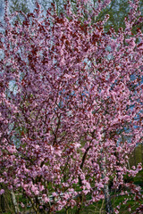fruit trees bloomed in spring in the park