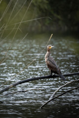 Shag in the sunlight in a pond
