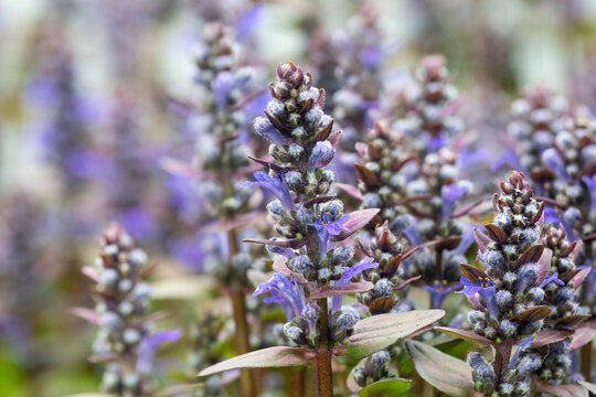 Chocolate chip bugleweed (Ajuga reptans &lsquo;Chocolate Chip&rsquo;)