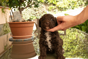 perro de aguas español de excelente pediri