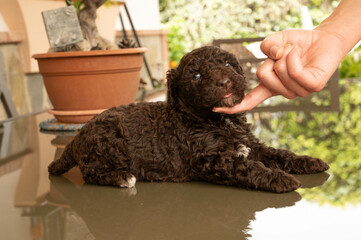 perro de aguas español de excelente pediri