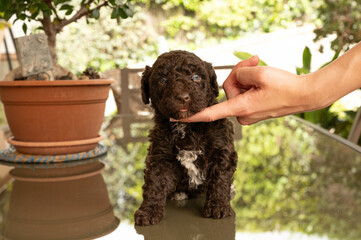 perro de aguas español de excelente pediri