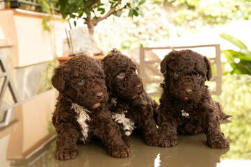 perro de aguas español de excelente pediri