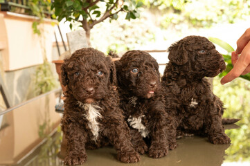 perro de aguas español de excelente pediri