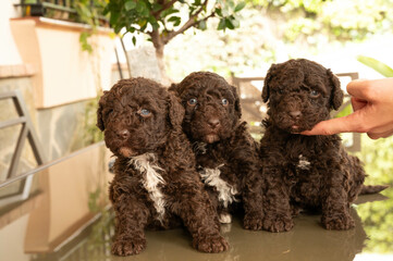 perro de aguas español de excelente pediri