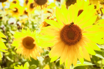 Obraz premium a field of blooming sunflowers against a colorful sky