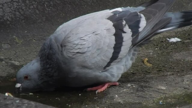 A wild street pigeon quenches its thirst and drinks rainwater. Life of wild doves