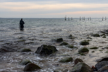 Meerforellen Angler mit Spinnrute, Wathose und Kescher an der Ostsee Küste.