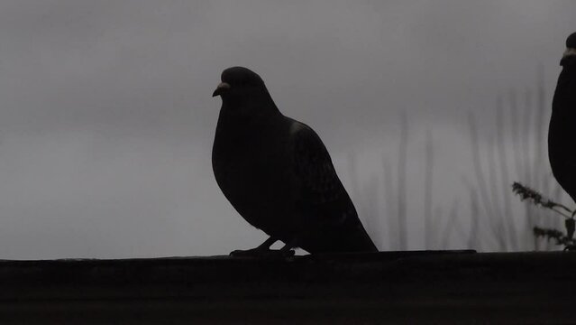 Camera shaking effect when photographing birds. Dark wildlife video. Silhouette of pigeons. The dove turns its head. The wind is blowing in the background.