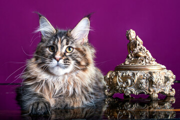 Adorable cute maine coon kitten on pink background in studio, isolated.