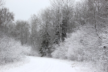 Frosty Road in Winter Woods