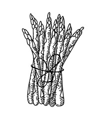 Vintage hand drawn engraved drawing of asparagus. Detailed vegetarian sketch. Great for label, poster, print, menu. Spring food engraved style illustration