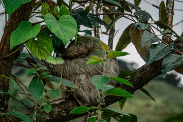Sloth of Costa Rica