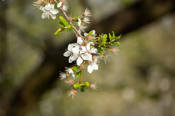 Flowers in the garden, Blooming trees in the spring	