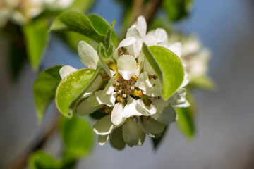 Flowers in the garden, Blooming trees in the spring	