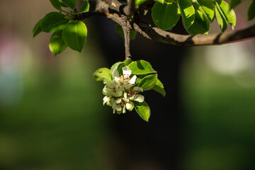 Flowers in the garden, Blooming trees in the spring	