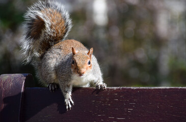 A grey squirrel on a park bench in London, UK